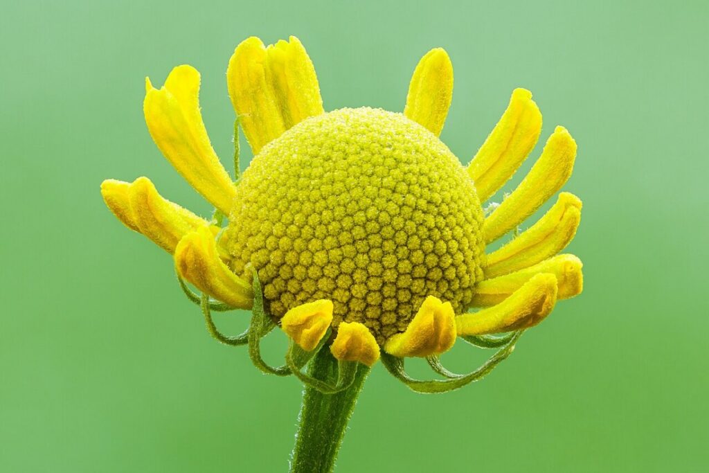 Sonnenbraut (Helenium) (Helenium autumnale) — Pflanzenfoto