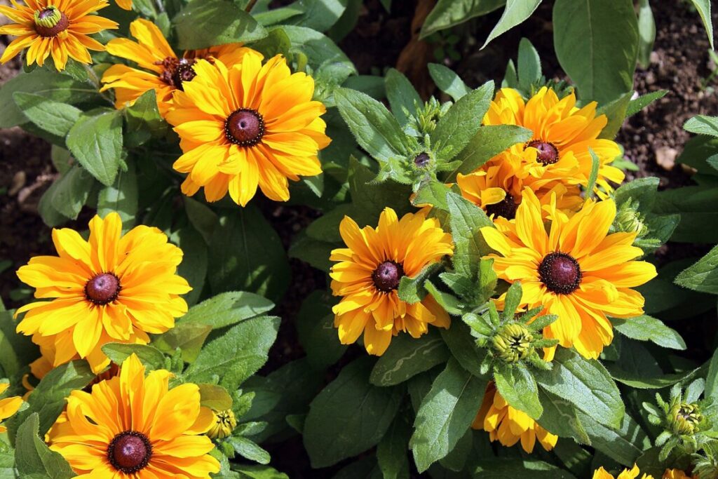 Sonnenhut (Rudbeckia) (Rudbeckia hirta) — Pflanzenfoto