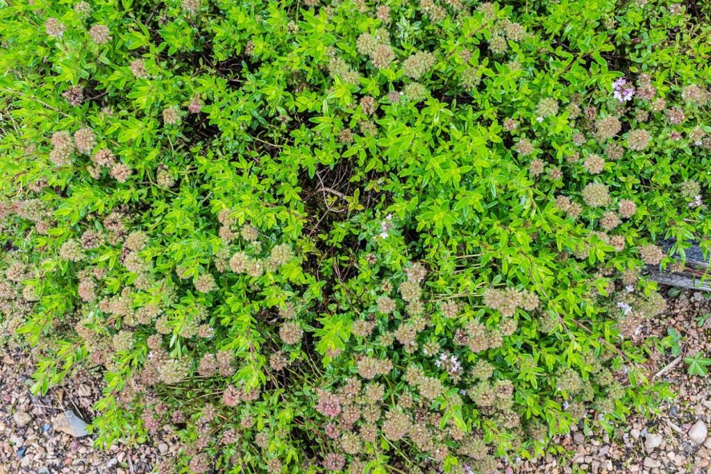 Spatzenzunge (Thymus serpyllum) — Pflanzenfoto