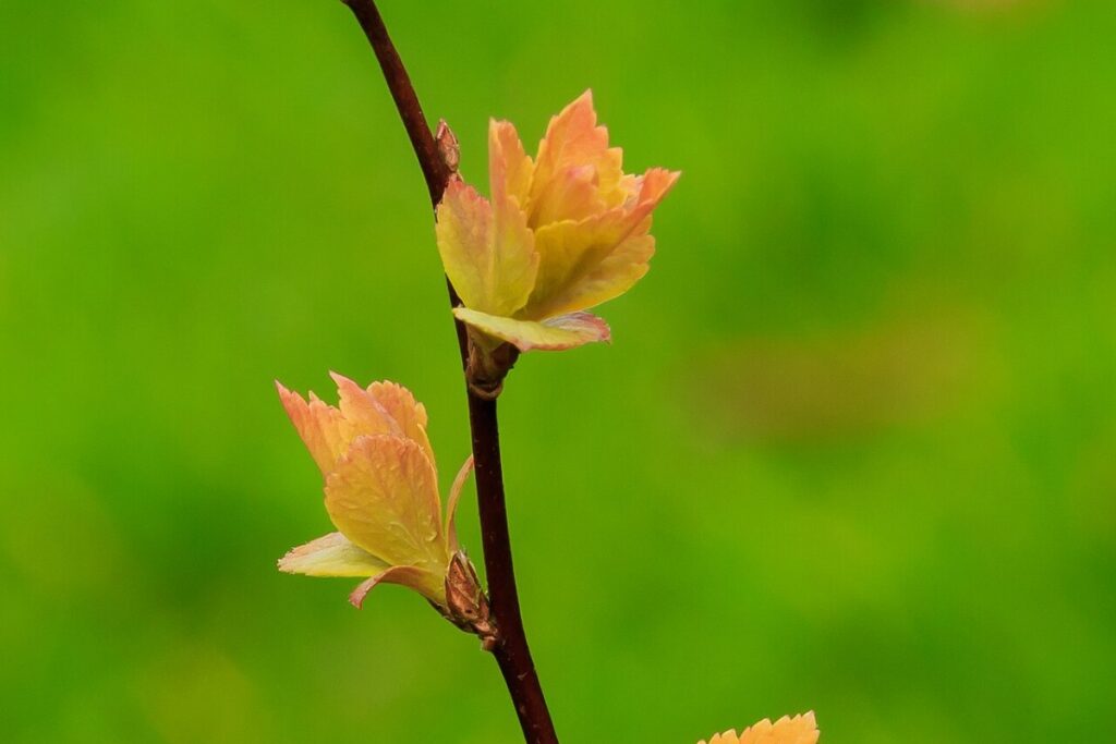 Spierstrauch (Spiraea) (Spiraea) — Pflanzenfoto