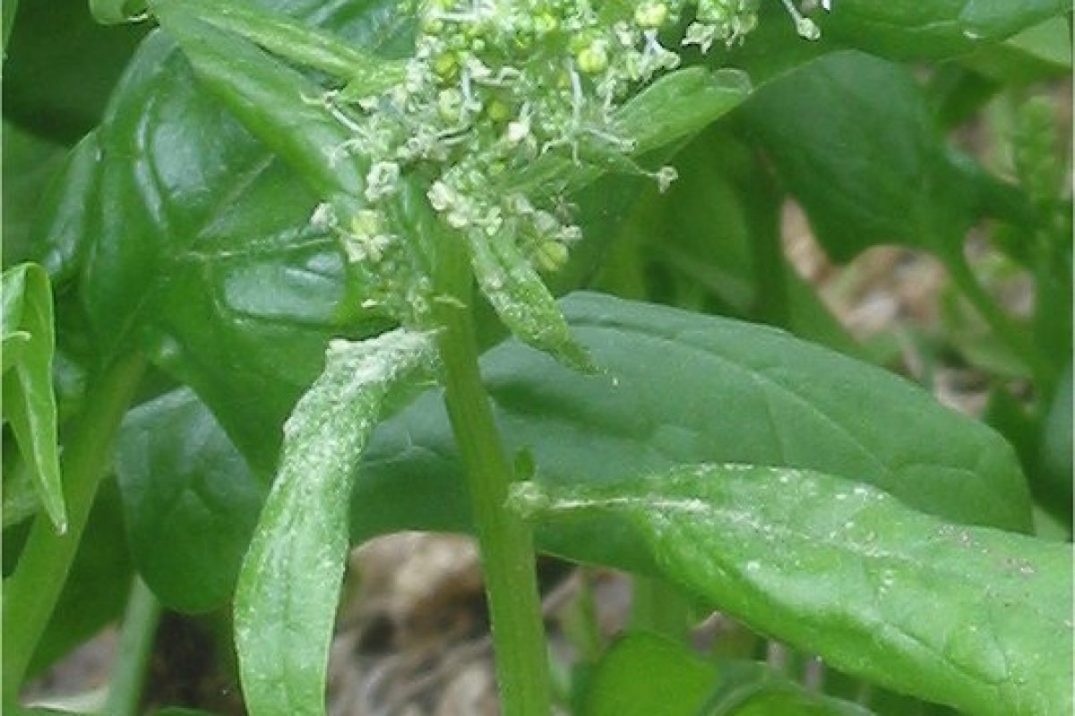 Spinat (Spinacia oleracea) — Pflanzenfoto