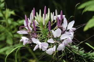 Spinnenblume