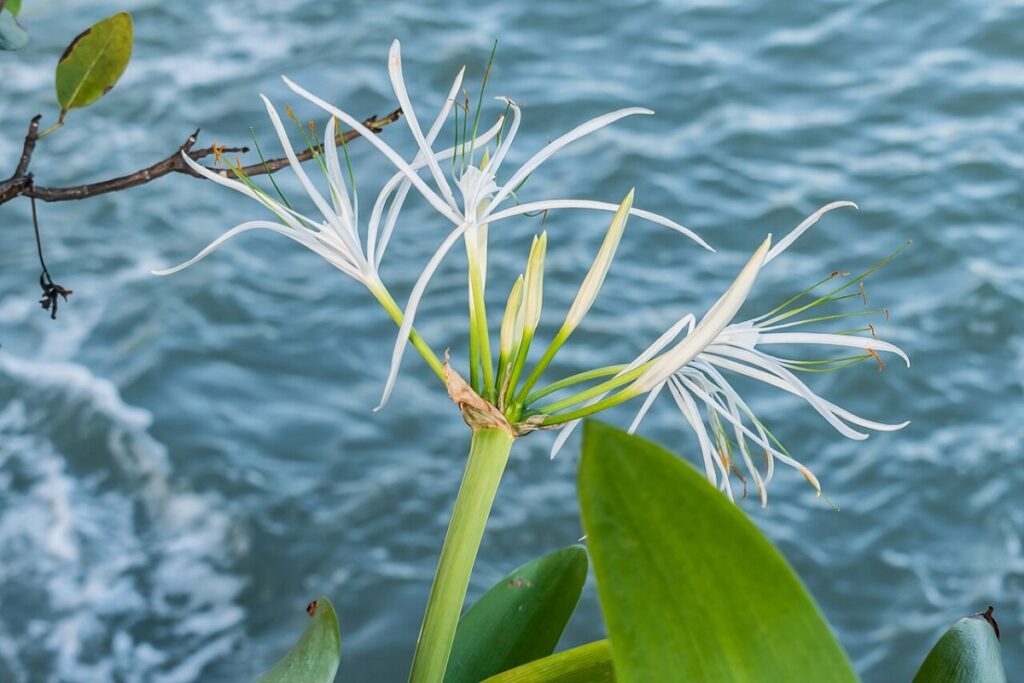 Spinnenlilie (Hymenocallis caribaea) — Pflanzenfoto