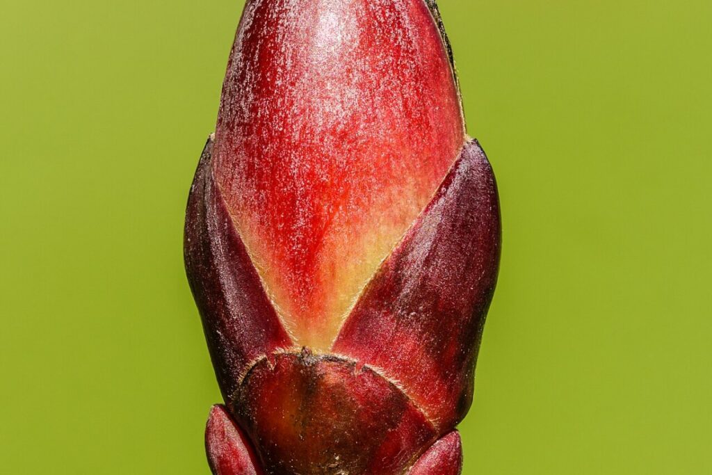 Spitzblättriger Ahorn (Acer platanoides) — Pflanzenfoto