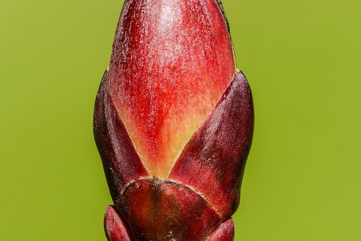 Spitzblättriger Ahorn (Acer platanoides) — Pflanzenfoto