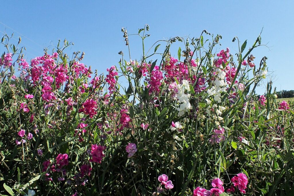 Staudenwicke (Lathyrus latifolius) — Pflanzenfoto