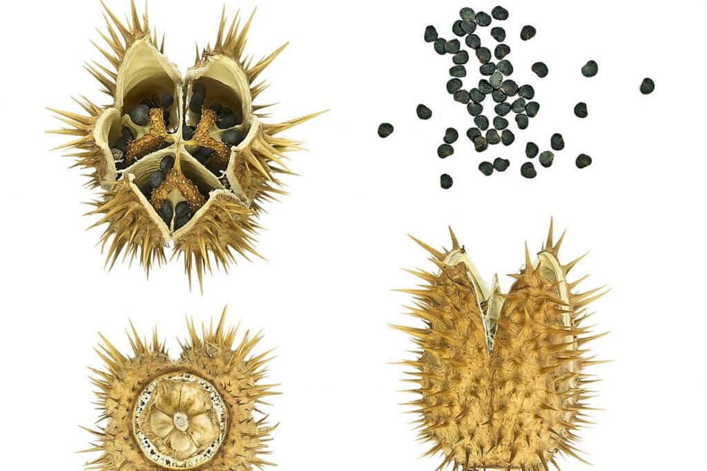 Stechapfel (Datura stramonium) — Pflanzenfoto
