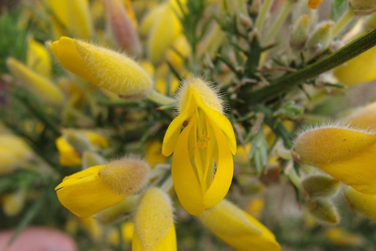 Stechginster (Ulex europaeus) — Pflanzenfoto
