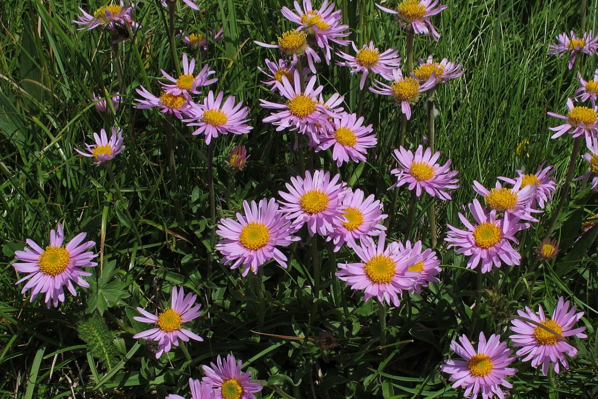 Steinaster (Aster alpinus) — Pflanzenfoto