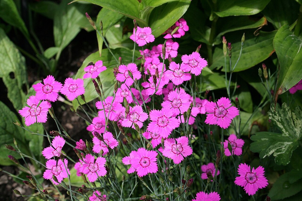 Steinnelke (Dianthus deltoides) — Pflanzenfoto