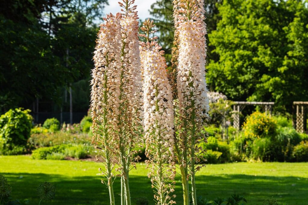 Steppenkerze (Eremurus robustus) — Pflanzenfoto