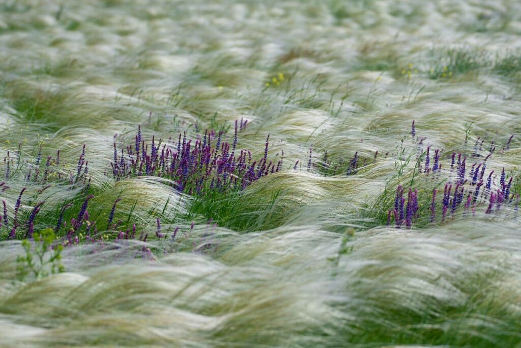 Steppensalbei (Salvia nemorosa) — Pflanzenfoto