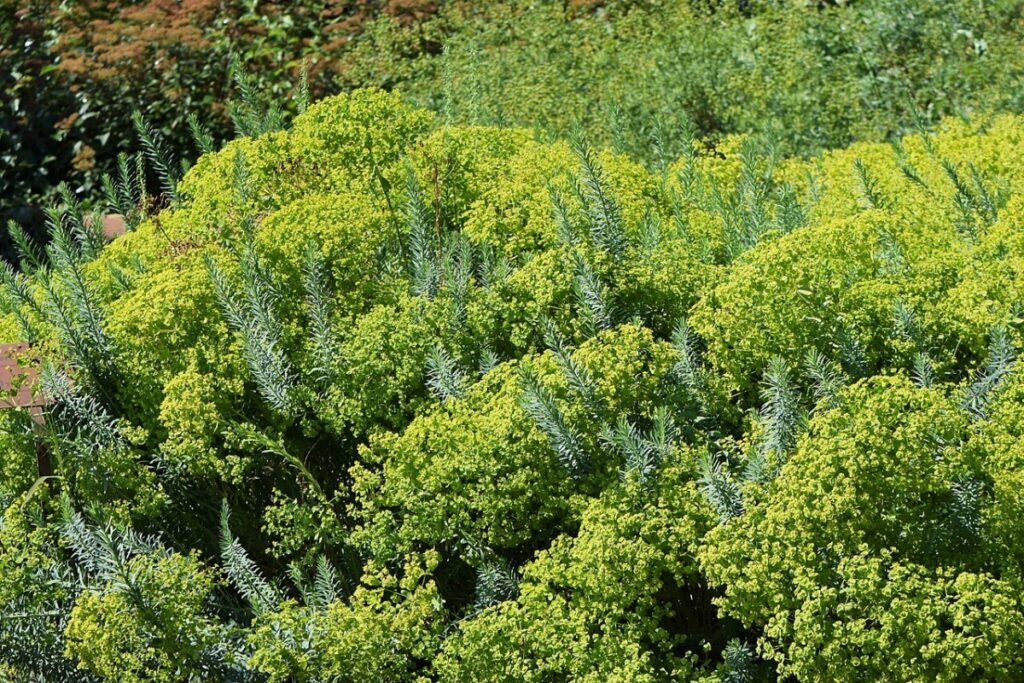 Steppenwolfsmilch (Euphorbia seguieriana) — Pflanzenfoto