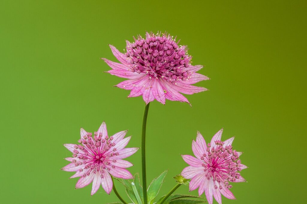 Sterndolde (Astrantia major) — Pflanzenfoto