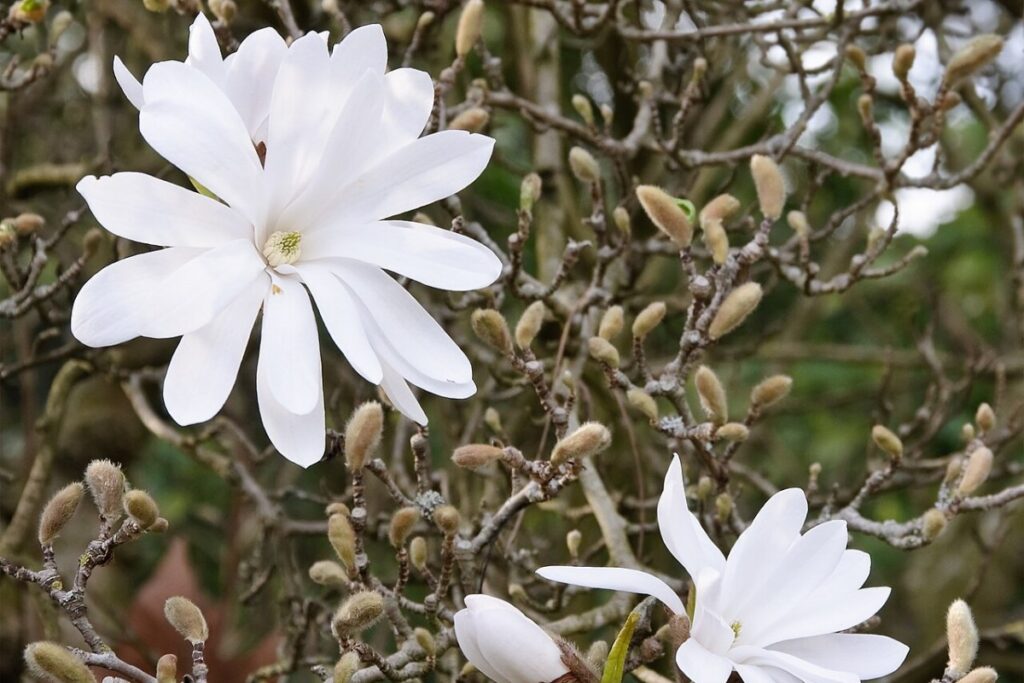 Sternmagnolie (Magnolia stellata) — Pflanzenfoto