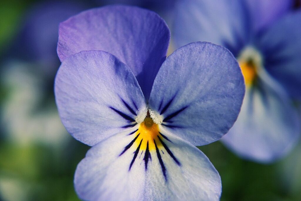 Stiefmütterchen (Viola wittrockiana) — Pflanzenfoto