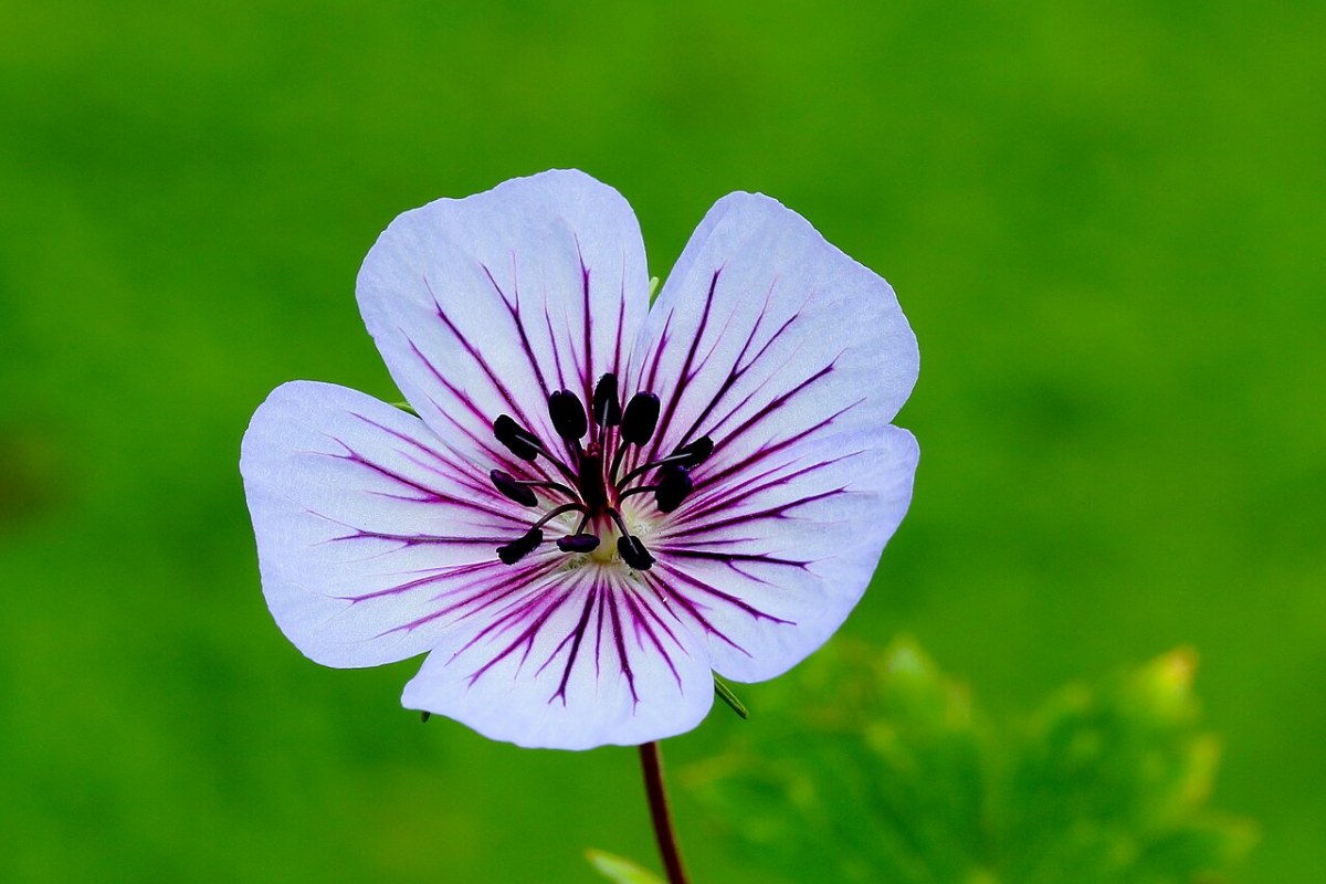 Storchschnabel (Geranium) (Geranium) — Pflanzenfoto