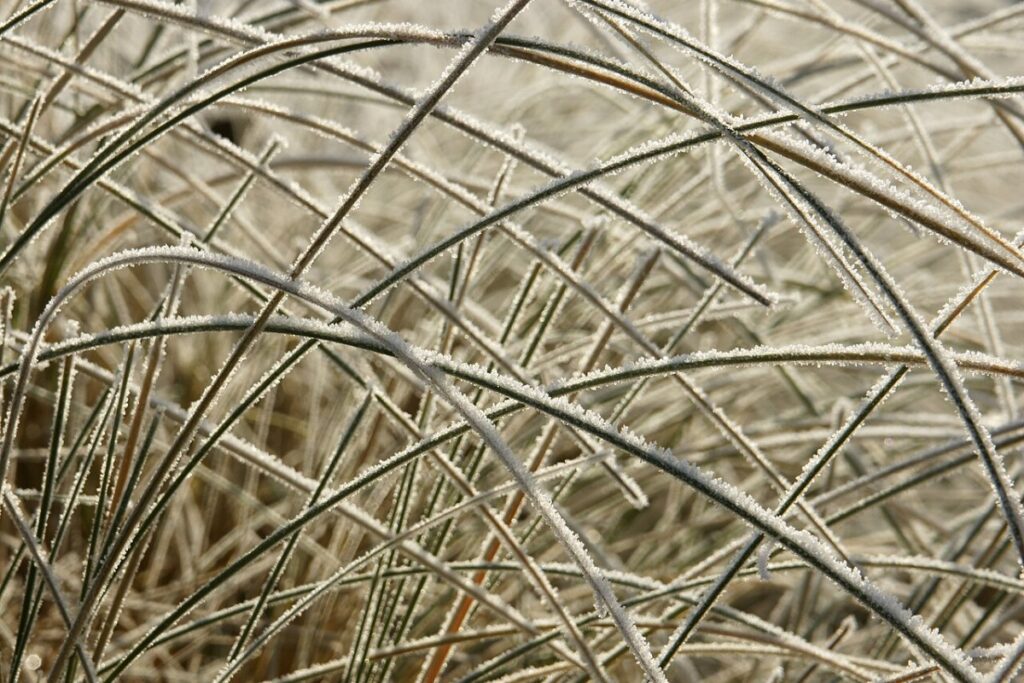 Strandhafer (Ammophila arenaria) — Pflanzenfoto