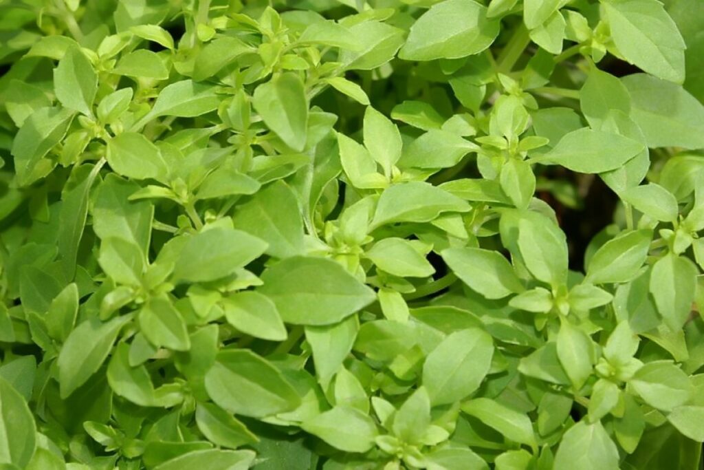 Strauchbasilikum (Ocimum basilicum 'minimum') — Pflanzenfoto