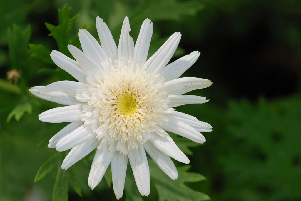Strauchmargerite (Argyranthemum frutescens) — Pflanzenfoto
