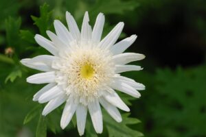 Strauchmargerite