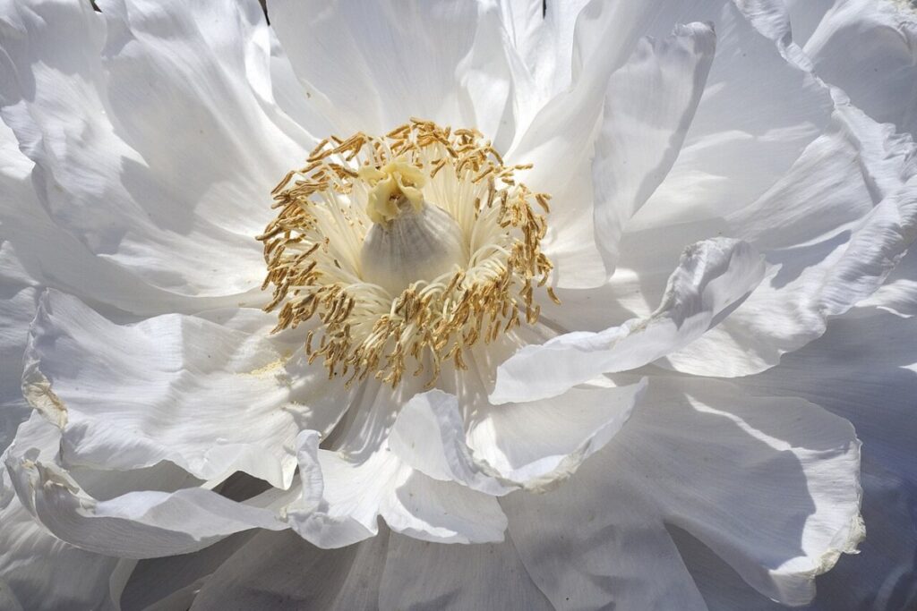 Strauchpäonie (Paeonia suffruticosa) — Pflanzenfoto