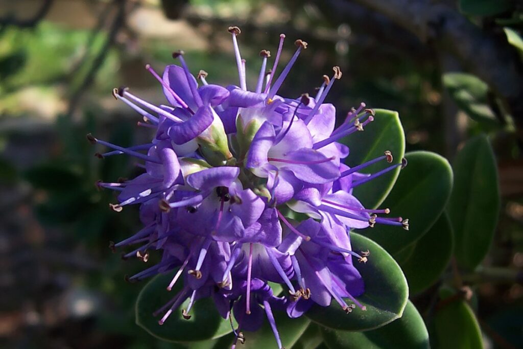 Strauchveronika (Hebe × franciscana) — Pflanzenfoto