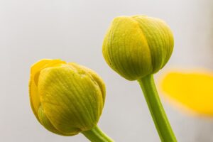 Sumpfdotterblume