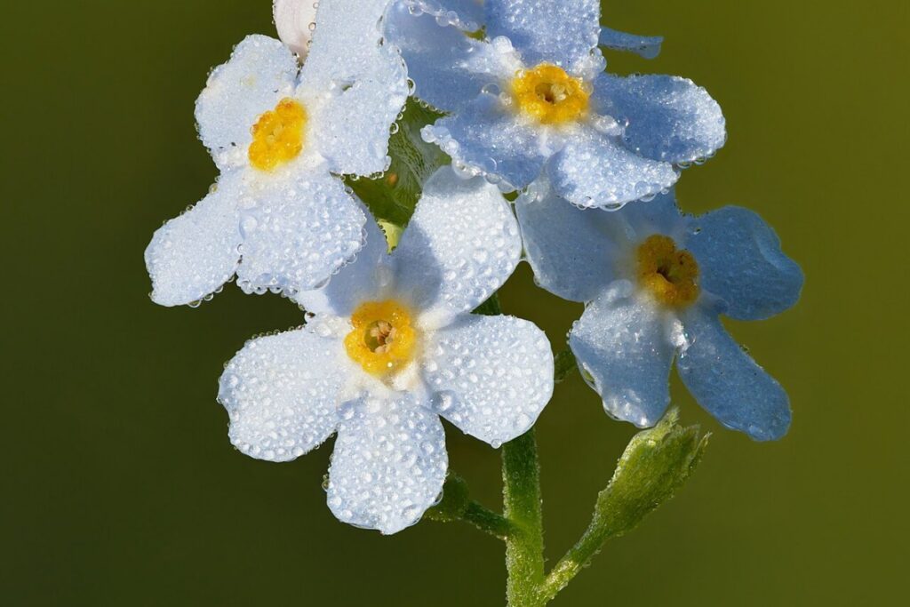 Sumpfvergissmeinnicht (Myosotis palustris) — Pflanzenfoto