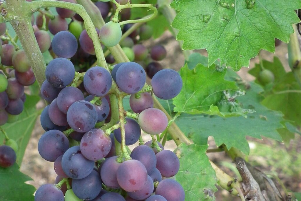 Tafeltraube (Vitis vinifera 'Muskat') — Pflanzenfoto