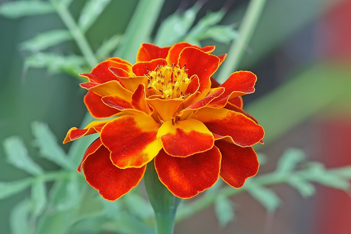 Tagetes (Studentenblume) (Tagetes patula) — Pflanzenfoto