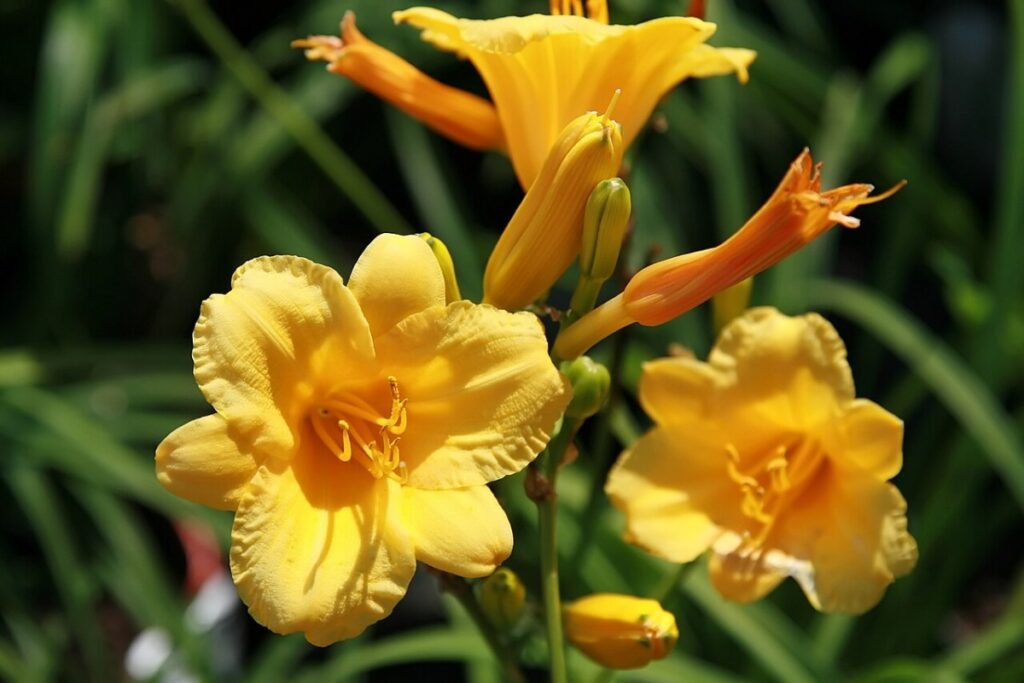 Taglilie gelb (Hemerocallis 'Stella de Oro') — Pflanzenfoto