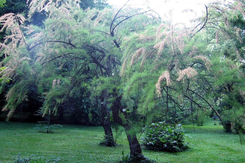 Tamariske (Tamarix tetrandra) — Pflanzenfoto