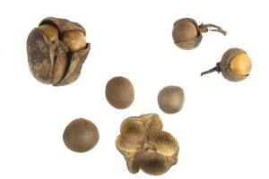 Teestrauch