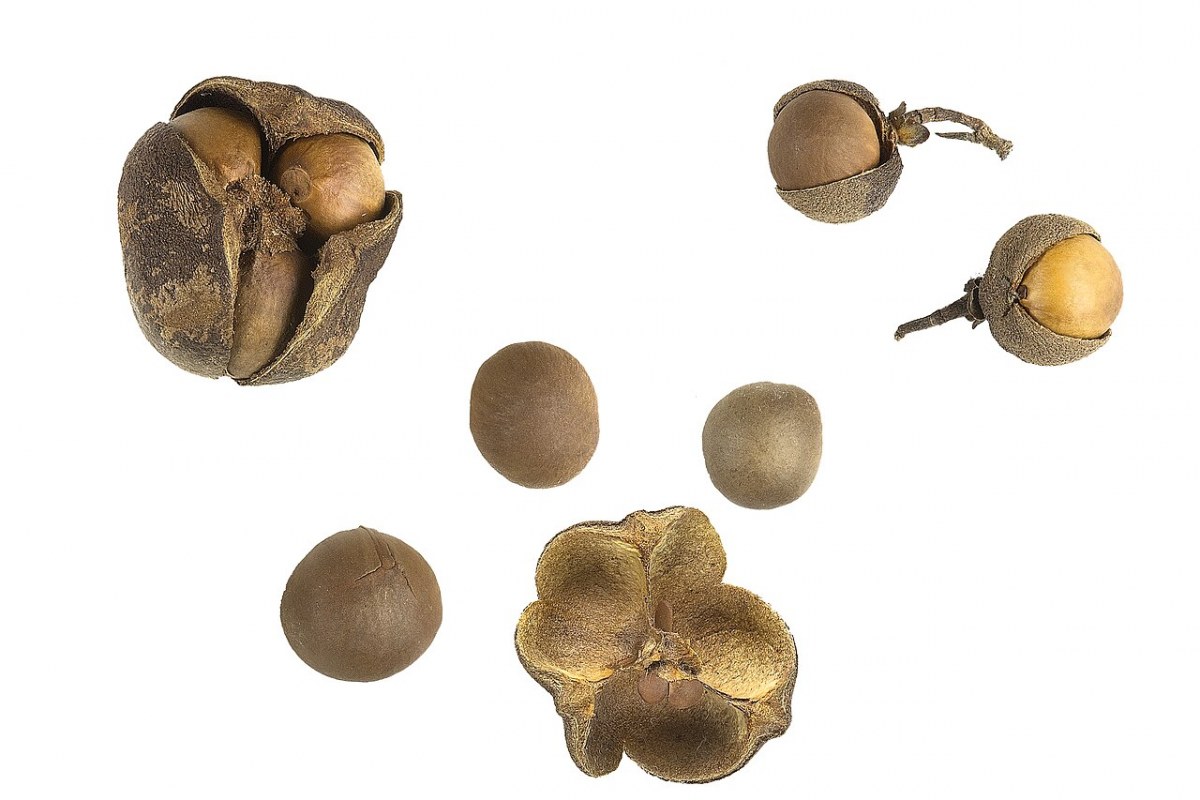 Teestrauch (Camellia sinensis) — Pflanzenfoto