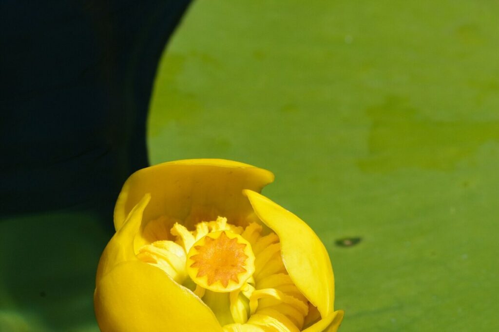 Teichmummel (Nuphar lutea) — Pflanzenfoto