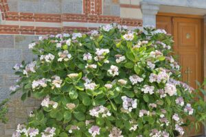 Tellerhortensie