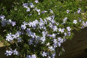 Teppichphlox