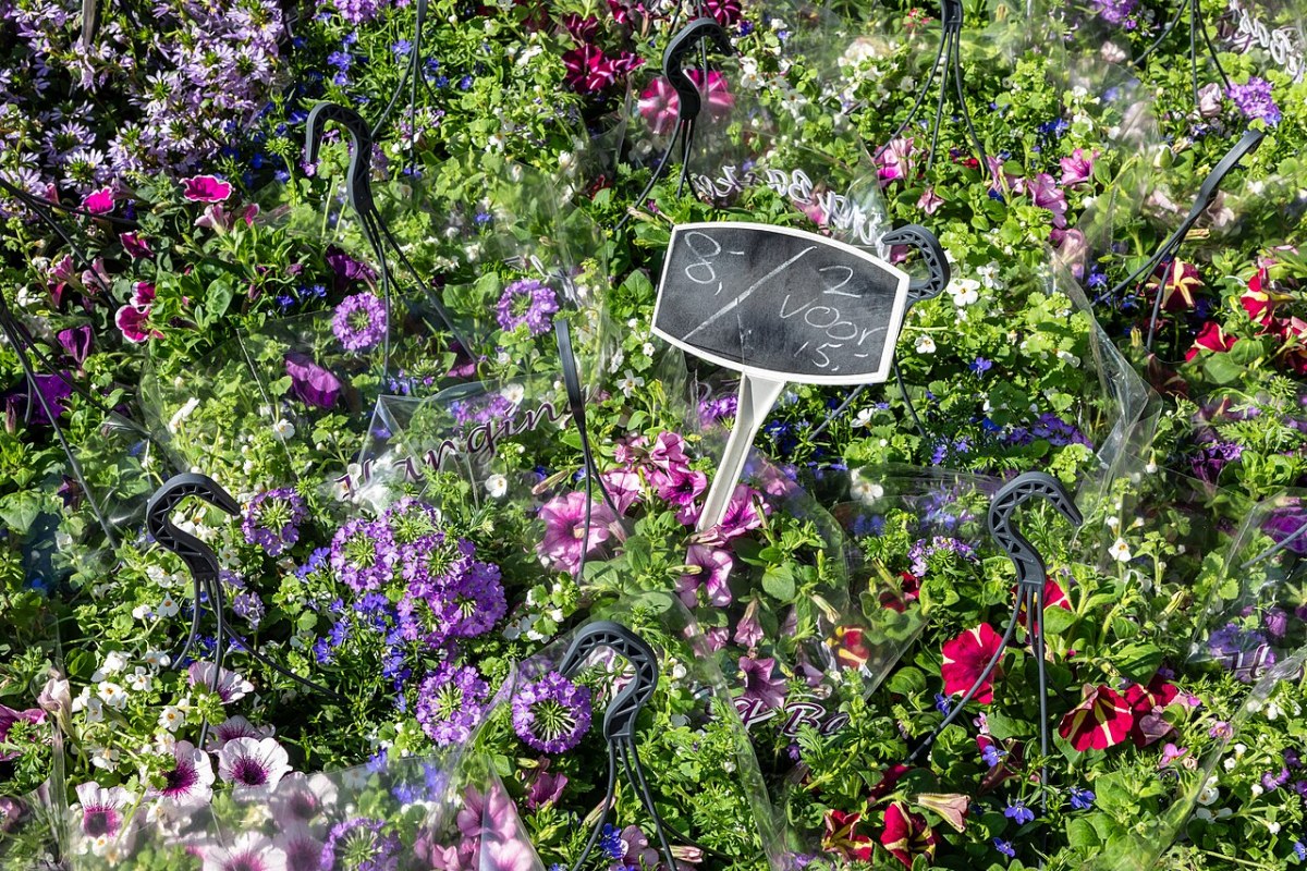 Teppichverbene (Verbena tenuisecta) — Pflanzenfoto