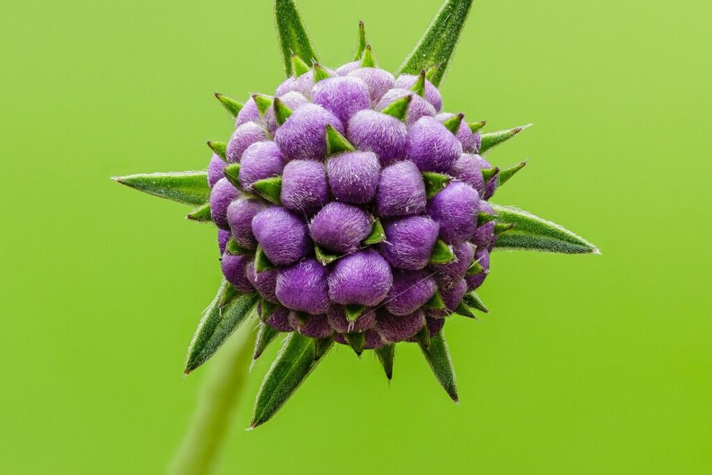 Teufelsabbiss (Succisa pratensis) — Pflanzenfoto