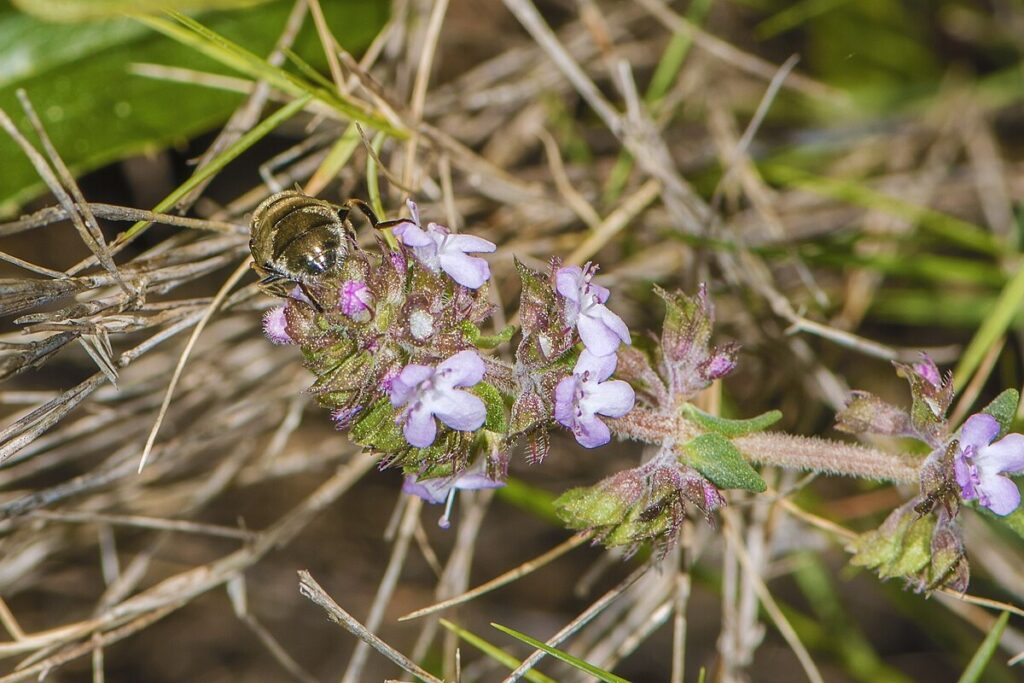 Thymian (Thymus vulgaris) — Pflanzenfoto