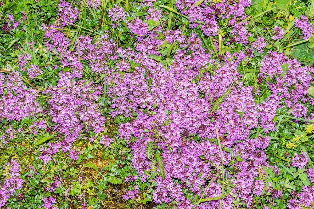Thymianpolster (Thymus praecox) — Pflanzenfoto