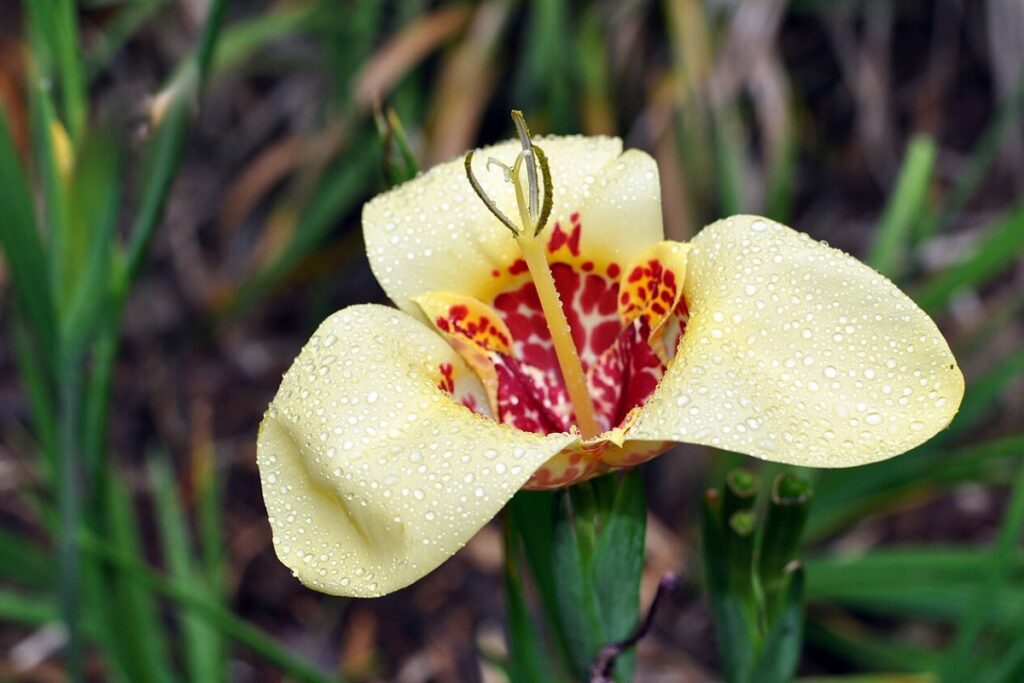 Tigerblume (Tigridia pavonia) — Pflanzenfoto