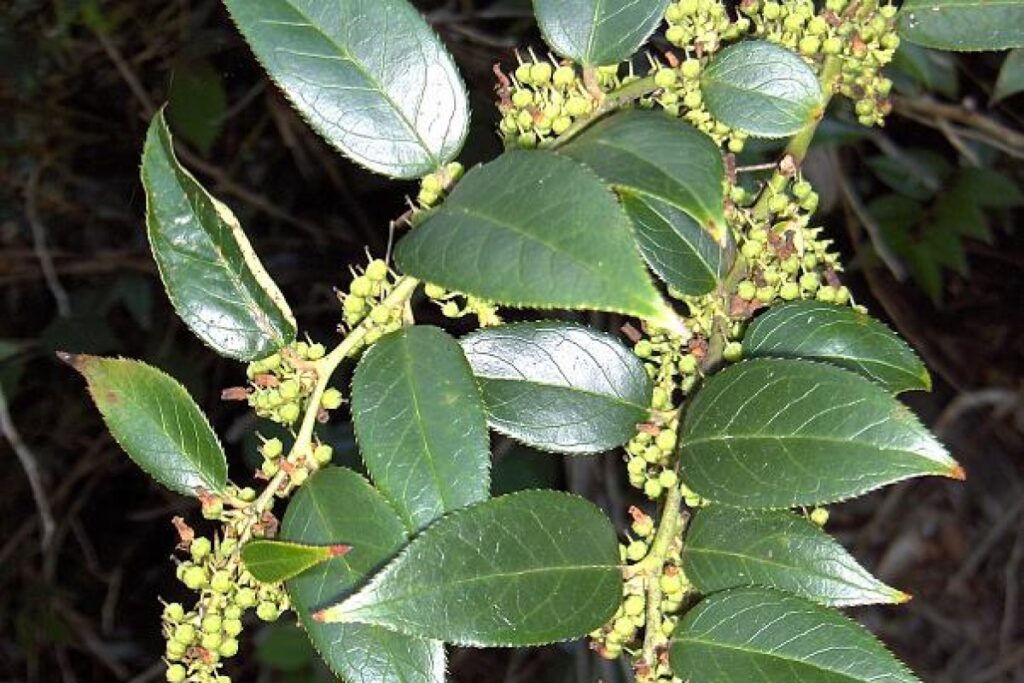 Traubenheide (Leucothoe fontanesiana) — Pflanzenfoto
