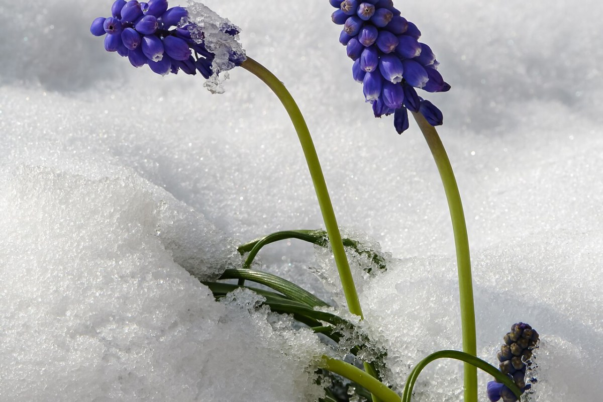 Traubenhyazinthe (Muscari armeniacum) — Pflanzenfoto