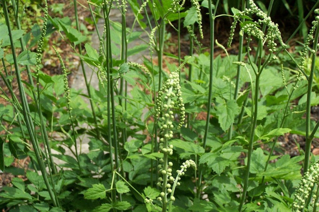Traubensilberkerze (Actaea racemosa) — Pflanzenfoto
