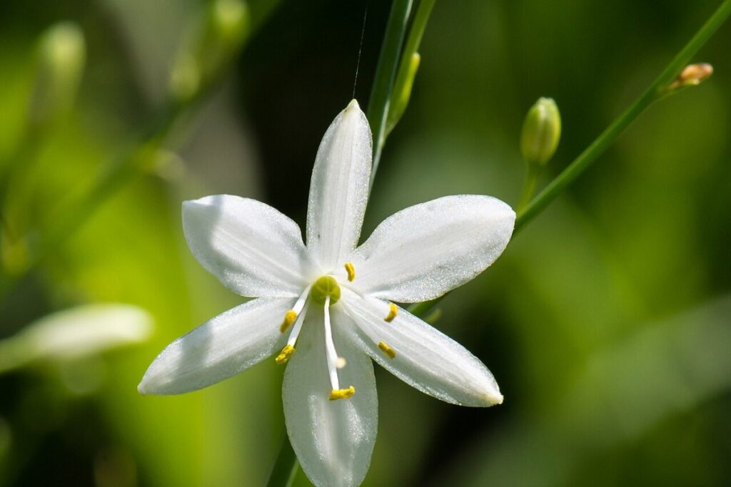 Traubige Graslilie (Anthericum ramosum) — Pflanzenfoto