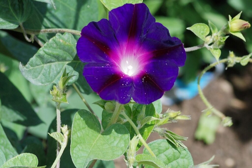 Trichterwinde (Ipomoea purpurea) — Pflanzenfoto