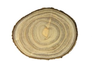 Trompetenbaum (Catalpa)