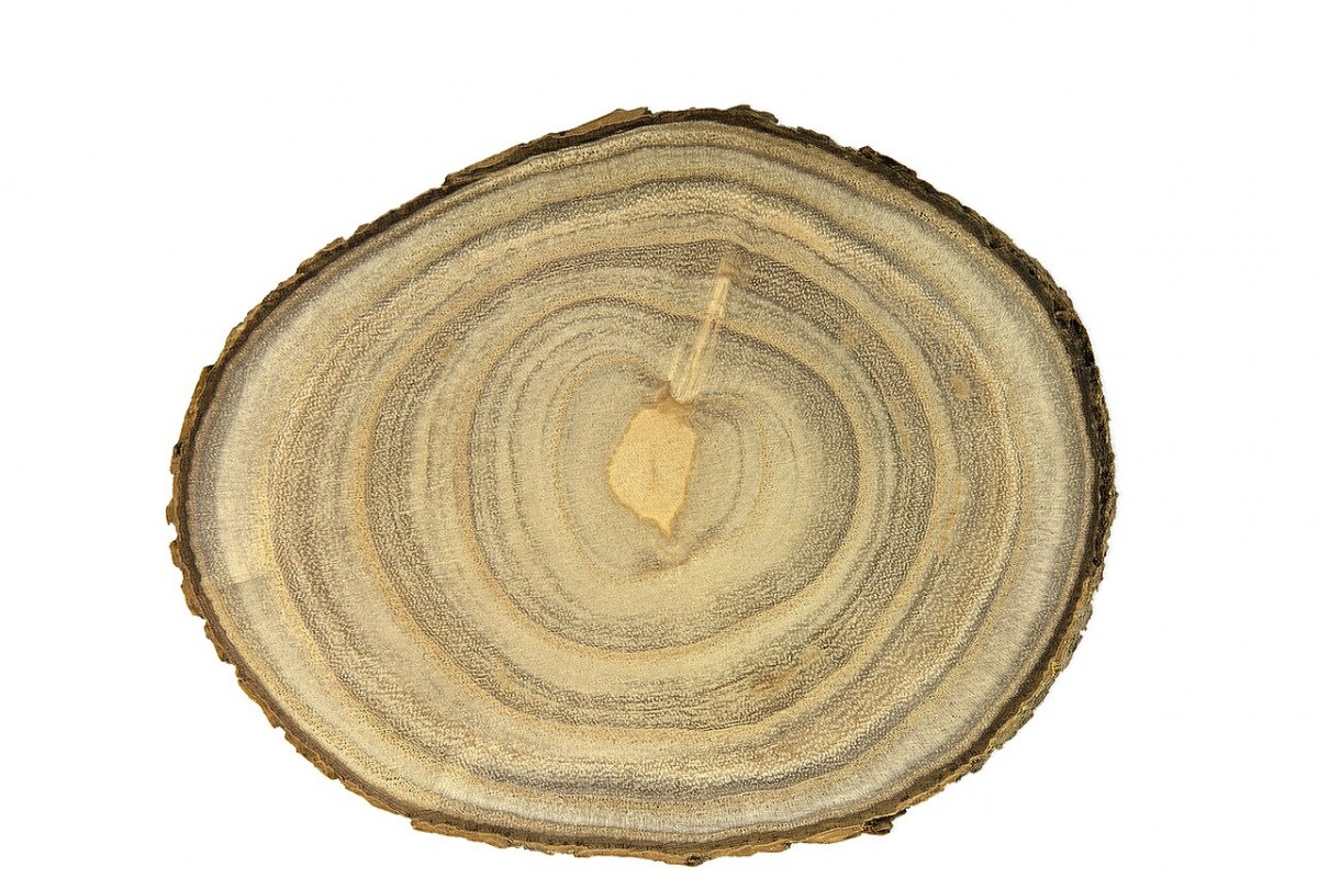 Trompetenbaum (Catalpa) (Catalpa bignonioides) — Pflanzenfoto